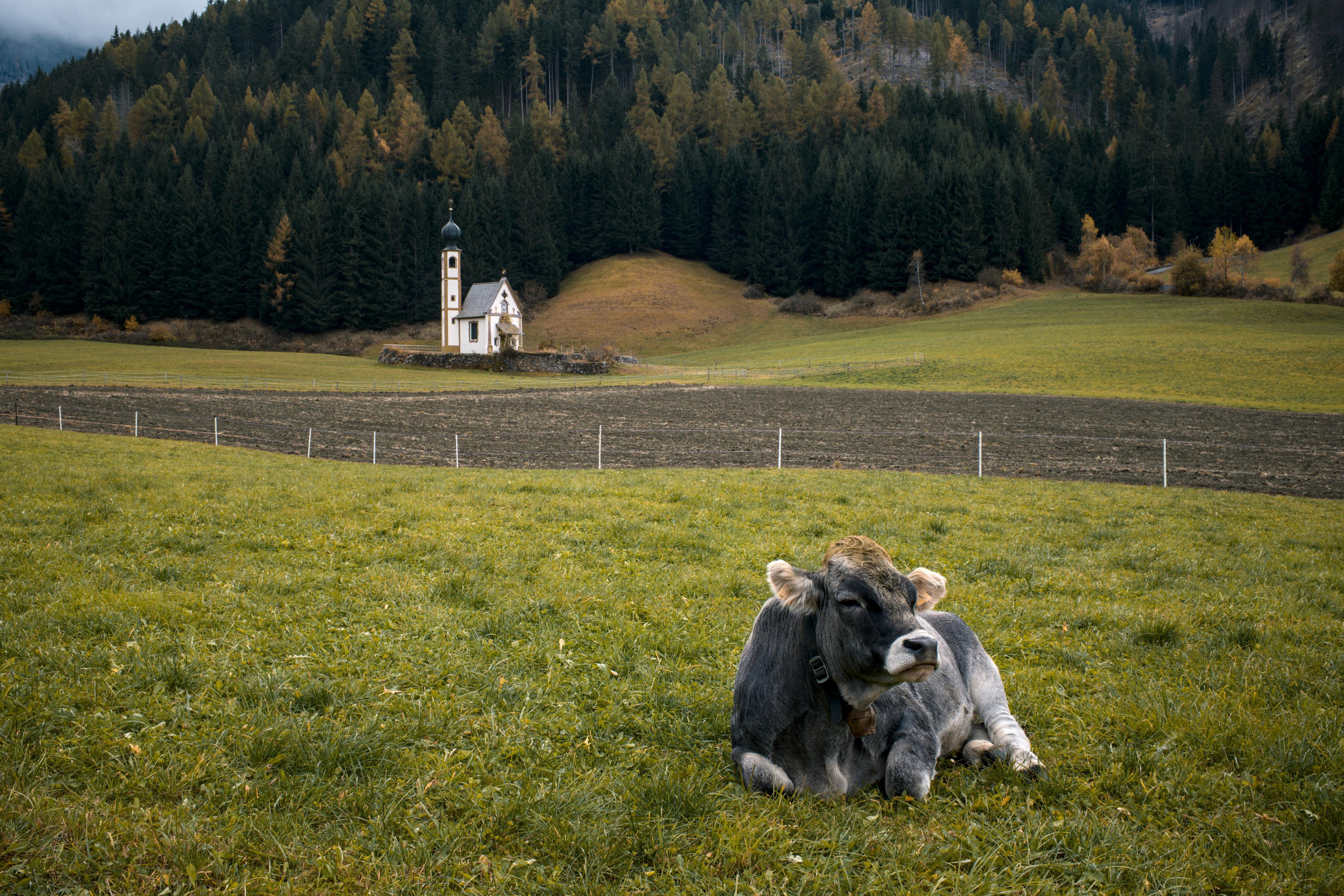 dolomites-cow
